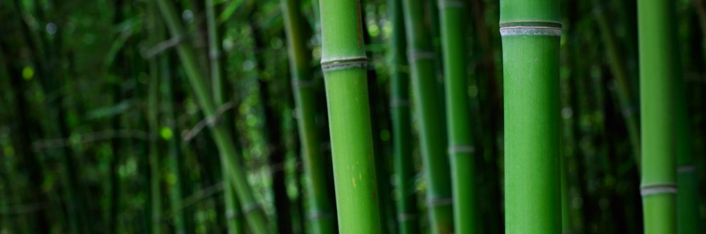 World Bamboo Needs Your Support!